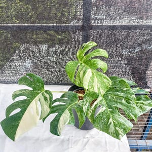 Puede incluir: Una planta de Monstera en maceta con hojas grandes y divididas. Las hojas son de un verde vibrante con variegaciones blancas irregulares. La planta está en una maceta negra, sobre una superficie blanca y un fondo de malla oscura.