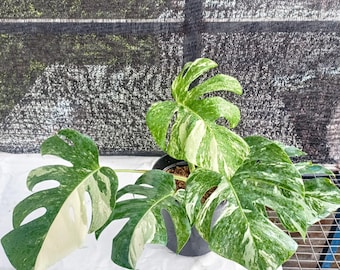 Monstera Deliciosa marbré rare plante de fromage suisse panachée Albo menthe panachée plante d'intérieur tropicale vivante