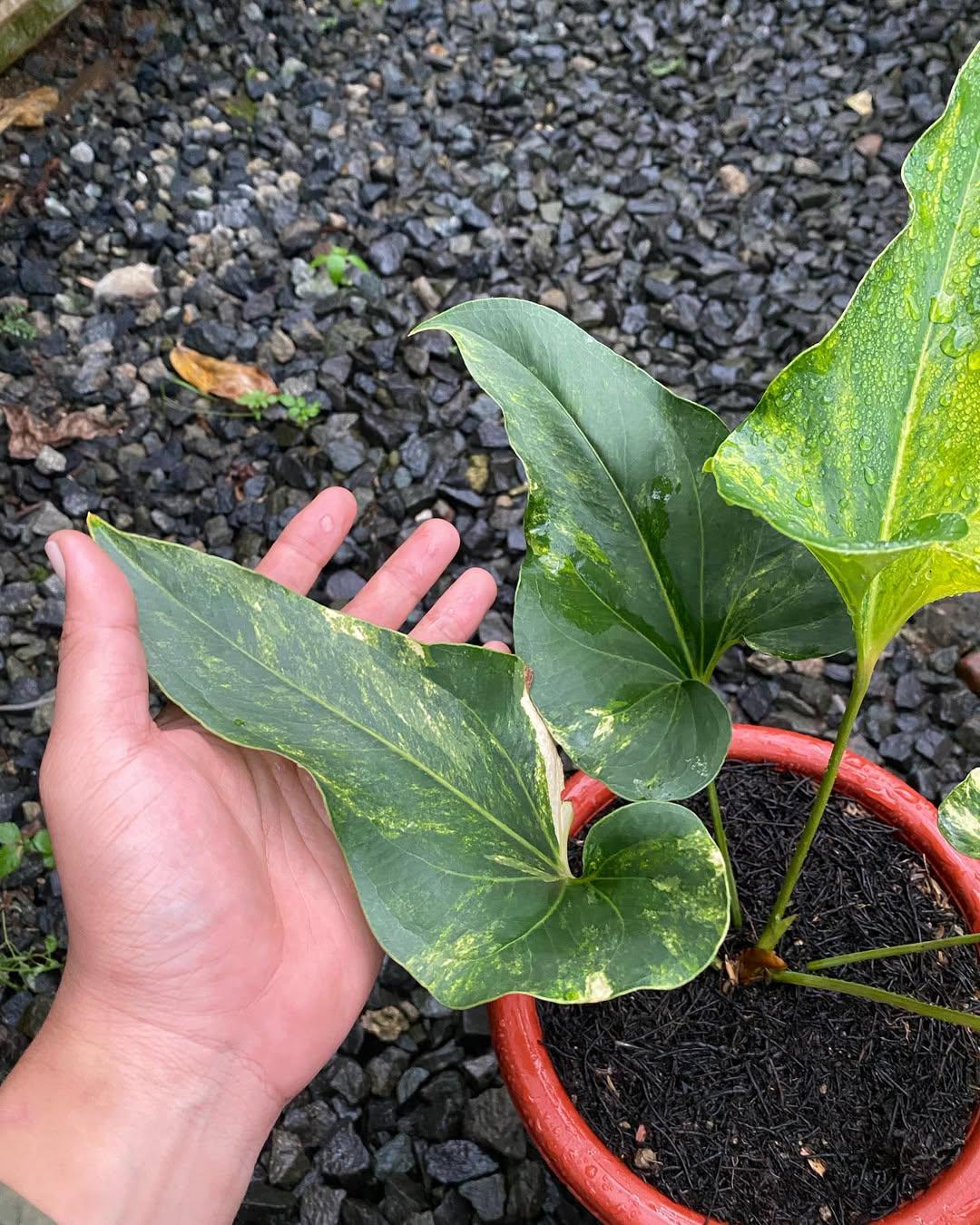 Anthurium Brownii Variegated Rare Plant | Birds Nest Anthurium | Unique  Variegated Foliage | Exotic Tropical Houseplant