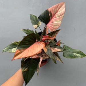 Homalomena Pink Splash - Etsy