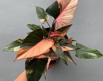 ホマロメナ ピンクダイヤモンド 斑入り 6インチポット 希少植物
