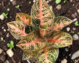 orange vif Aglaonema Widuri | Rare plante d'intérieur orange Aglaonema | Plante exotique à feuillage tropical | Plante d'intérieur facile d'entretien