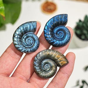 1.6" Labradorite Ammonite Carving,Crystal Model Carving,ing Gift,Home Decor 1pc