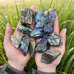 Puede incluir: Un conjunto de piedras de labradorita en bruto, mostrando destellos iridiscentes de azul, verde y dorado. Las piedras se sostienen en manos ahuecadas sobre un fondo de hierba verde con gotas de agua. Estas piedras naturales son ideales para coleccionistas de cristales.