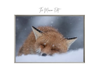 以下が含まれることがあります： 雪の中で眠っているキツネの額装写真。キツネはオレンジ色の毛皮で、白い雪の中にいます。「The Maxim Edit」というテキストが左上にあります。