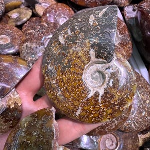 May include: A polished ammonite fossil with a spiral pattern. The fossil has a mix of brown, tan, and gray colors, with intricate leaf-like patterns. The fossil is held in a hand, with other similar fossils in the background.