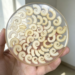 May include: A circular coaster made of clear resin embedded with numerous small, off-white spiral-shaped seashells. The shells are arranged in a dense, scattered pattern throughout the transparent material, showcasing their natural coiled textures.
