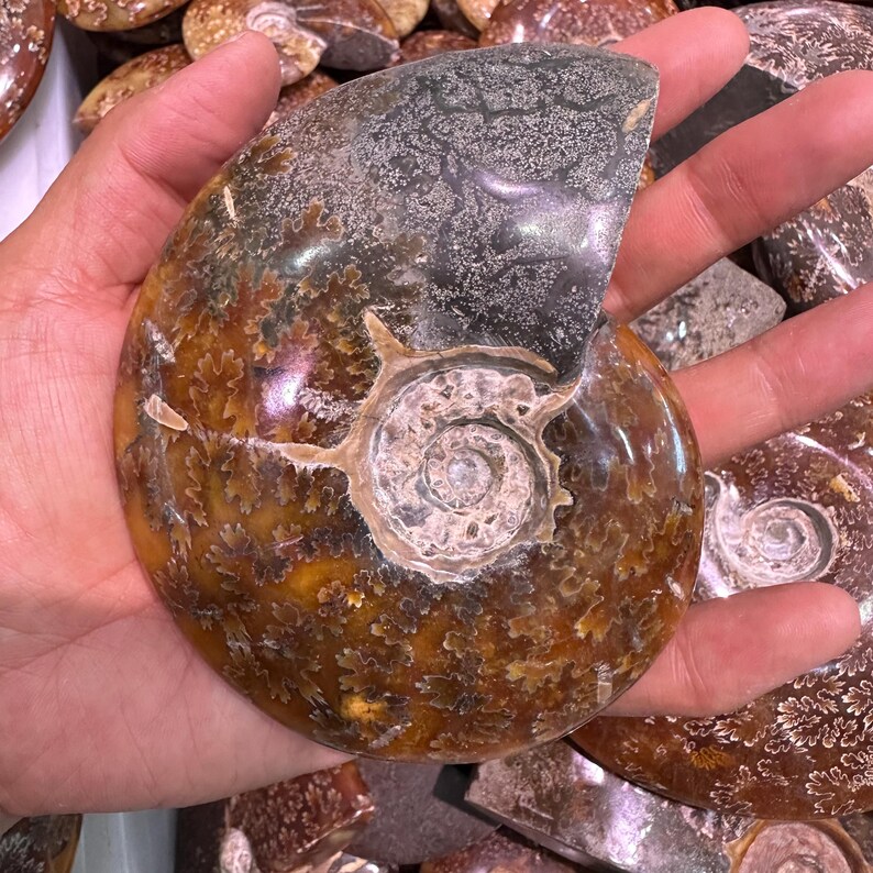 May include: A polished ammonite fossil with a spiral pattern. The fossil has a mix of brown, tan, and gray colors. The shell's interior shows a detailed, swirling design. The fossil is a natural, decorative item.