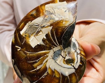 Natural Ammonite Fossil Specimen - Nautilus Shell Crystal Decor Abundance & Ancient Wisdom Stone