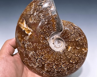 Könnte beinhalten: Poliertes Ammoniten-Fossil. Die Schale ist tiefbraun mit detaillierten weißen Mustern. Die Spiralform ist deutlich erkennbar, und die Oberfläche hat ein glänzendes Finish. Ein einzigartiges Naturdekor-Objekt.