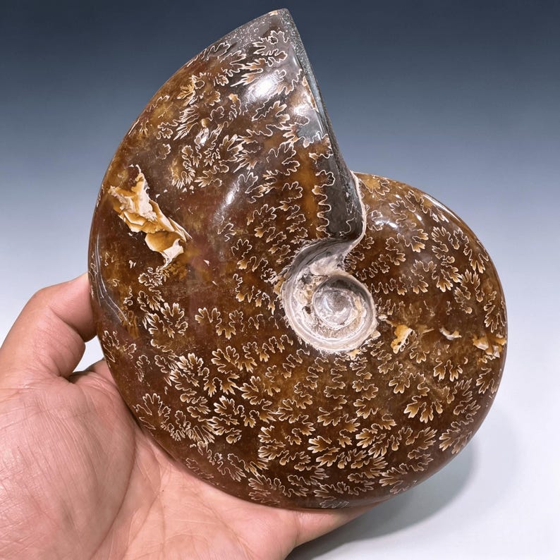 May include: A polished, fossilized ammonite shell. The shell is a rich brown color with intricate white patterns. The spiral shape is clearly visible, and the surface has a glossy finish. This unique specimen is a natural home decor item.