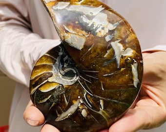 Natural Ammonite Fossil Specimen - Nautilus Shell Crystal Decor Abundance & Ancient Wisdom Stone