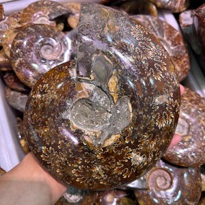 May include: A large, polished ammonite fossil with a cut section revealing the internal structure. The fossil displays intricate patterns in shades of brown, tan, and gray. The spiral shell is partially visible, showcasing the natural beauty of the ancient marine creature.