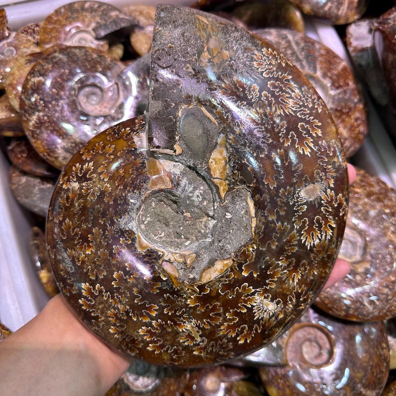 May include: A large, polished ammonite fossil with a cut section revealing the internal structure. The fossil displays intricate patterns in shades of brown, tan, and gray. The spiral shell is partially visible, showcasing the natural beauty of the ancient marine creature.