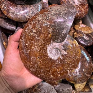 May include: A large, polished ammonite fossil with a spiral shell. The fossil has a brown and tan color with intricate patterns. The ammonite is held in a hand, showcasing its size and detail. Other similar fossils are visible in the background.