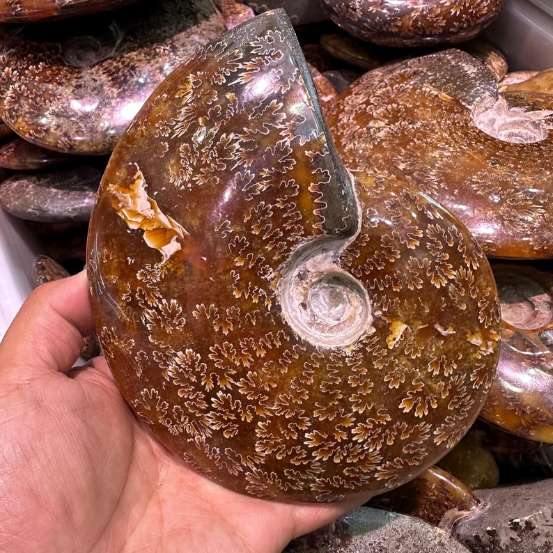 May include: A polished ammonite fossil with a brown and white pattern. The fossil has a spiral shape and is held in a hand. The surface of the fossil has a detailed, leaf-like pattern. Other fossils are visible in the background.