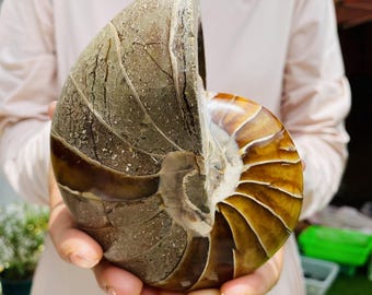 Natural Ammonite Fossil Specimen - Nautilus Shell Crystal Decor Abundance & Ancient Wisdom Stone