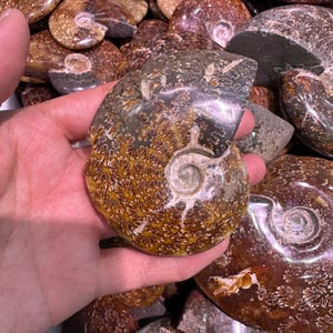 May include: A hand holding a polished, fossilized ammonite shell. The shell displays intricate patterns in shades of brown, tan, and gray, with a spiral design. Other similar shells are visible in the background.