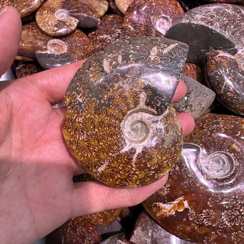 May include: A hand holding a polished, fossilized ammonite shell. The shell displays intricate patterns in shades of brown, tan, and gray, with a spiral design. Other similar shells are visible in the background.