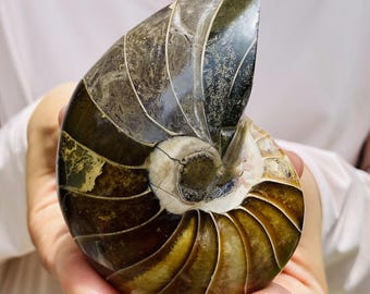 Natural Ammonite Fossil Specimen - Nautilus Shell Crystal Decor Abundance & Ancient Wisdom Stone