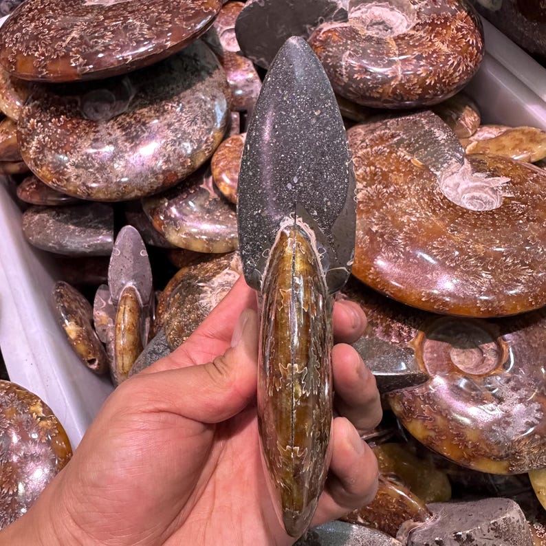May include: A collection of polished ammonite fossils. The focal point is a large, elongated fossil with a dark gray head and a golden-brown body. Other fossils in the image display spiral patterns and varying shades of brown and tan.