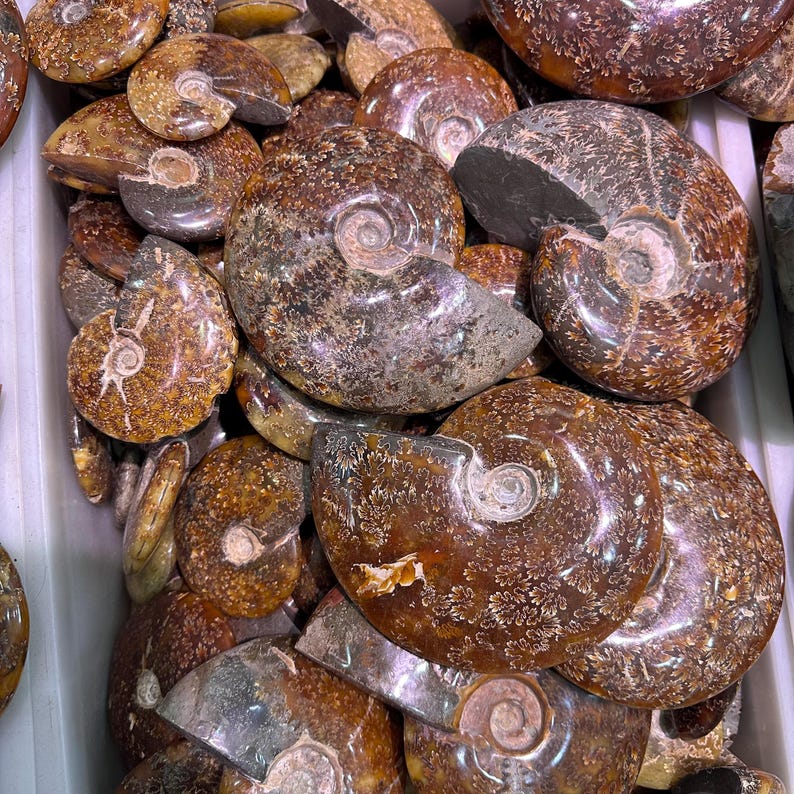 May include: A collection of polished ammonite fossils in shades of brown, tan, and gray. The spiral shells are visible, with intricate patterns and textures. The fossils vary in size and shape, creating a natural display.