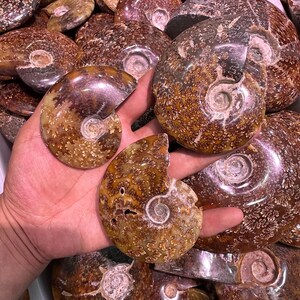 May include: A collection of polished ammonite fossils, showcasing intricate spiral patterns and a range of brown and tan hues. The fossils are displayed in a close-up view, highlighting their natural textures and unique shapes.
