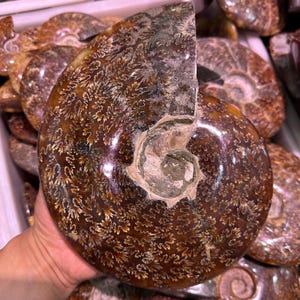 May include: A polished, brown ammonite fossil with intricate, cream-colored patterns. The fossil's spiral shape is clearly visible, with a cut section revealing the internal structure. The surface has a glossy finish, highlighting the natural details.