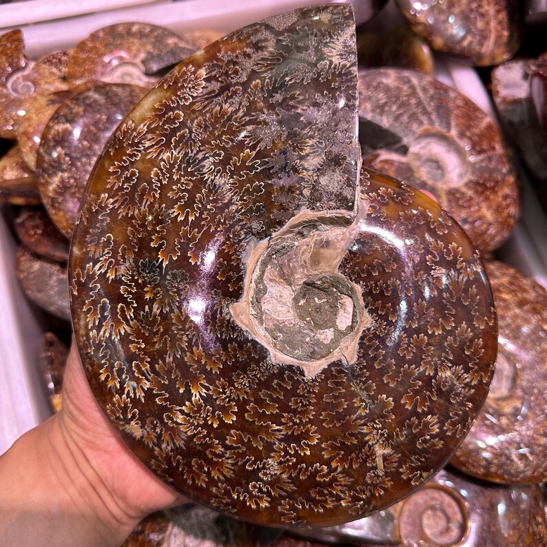 May include: A polished, brown ammonite fossil with intricate, cream-colored patterns. The fossil's spiral shape is clearly visible, with a cut section revealing the internal structure. The surface has a glossy finish, highlighting the natural details.