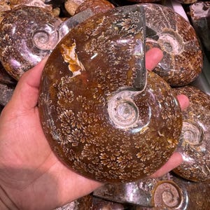 May include: A polished, brown ammonite fossil with intricate white patterns resembling leaves. The fossil is held in a hand, showcasing its spiral shape and natural beauty. Other similar fossils are visible in the background.