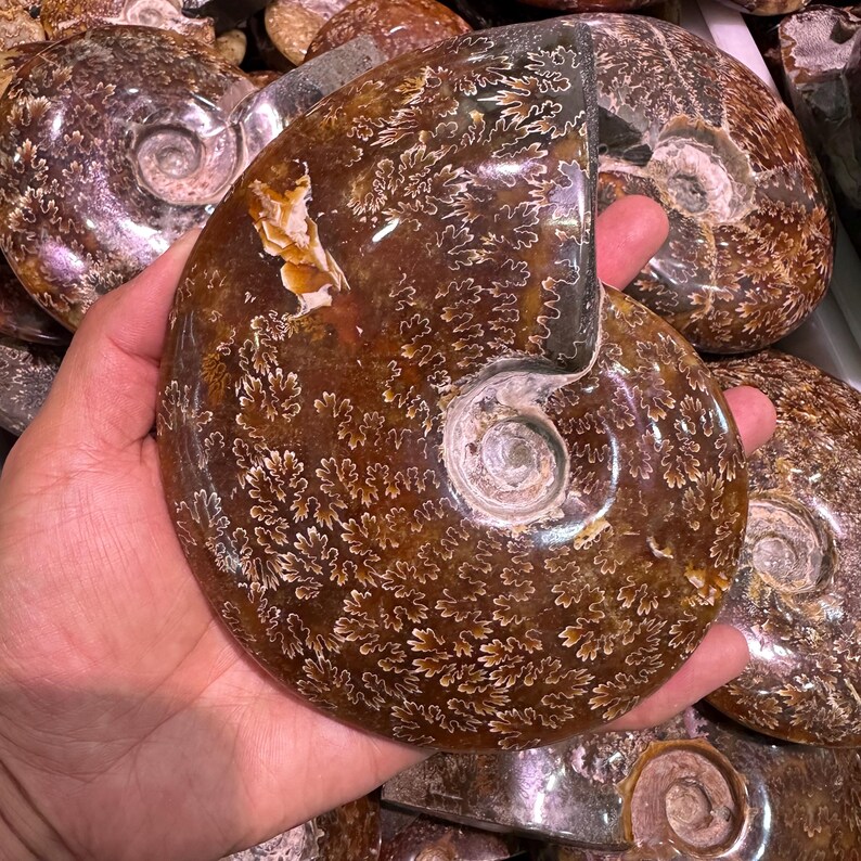 May include: A polished, brown ammonite fossil with intricate white patterns resembling leaves. The fossil is held in a hand, showcasing its spiral shape and natural beauty. Other similar fossils are visible in the background.