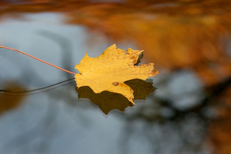 Leaf on Glass image 1