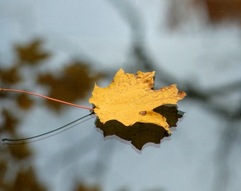 Leaf on Glass