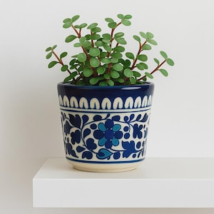 Könnte beinhalten: Eine kleine Topfpflanze mit grünen Blättern und roten Stielen in einem blau-weißen Keramiktopf. Der Topf hat ein Blumendesign und einen dekorativen Rand. Die Pflanze steht auf einem weißen Regal.