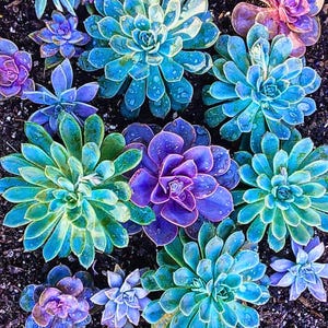 May include: A close-up view of various succulents in shades of blue, green, and purple. The succulent leaves are arranged in a rosette pattern, with water droplets visible on the leaves. The plants are set against a dark soil background.