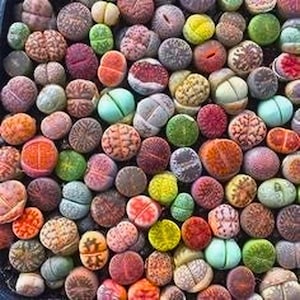 May include: A close-up view of a collection of colorful living stones, also known as Lithops. The succulent plants display a variety of colors, including green, orange, red, and purple. The rounded, pebble-like shapes are densely packed together.