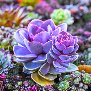 May include: Close-up of vibrant purple succulents with layered petals. The central succulent is in full bloom, surrounded by smaller, colorful succulents in shades of green, pink, and purple. The image showcases the beauty of these drought-tolerant plants.