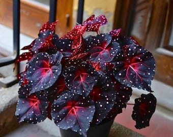 25 Black Galaxy Polka Dot Begonia Samen | Seltenes geflecktes Laub