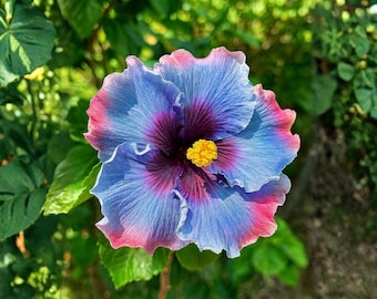 Caramel Dawn hibiscus Starter Plant (ALL STARTER PLANTS require