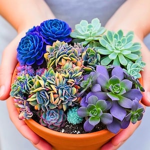 May include: A terracotta pot overflowing with a variety of colorful succulents. The succulents display shades of blue, green, purple, and yellow. The arrangement is held in cupped hands, showcasing the vibrant plant life.