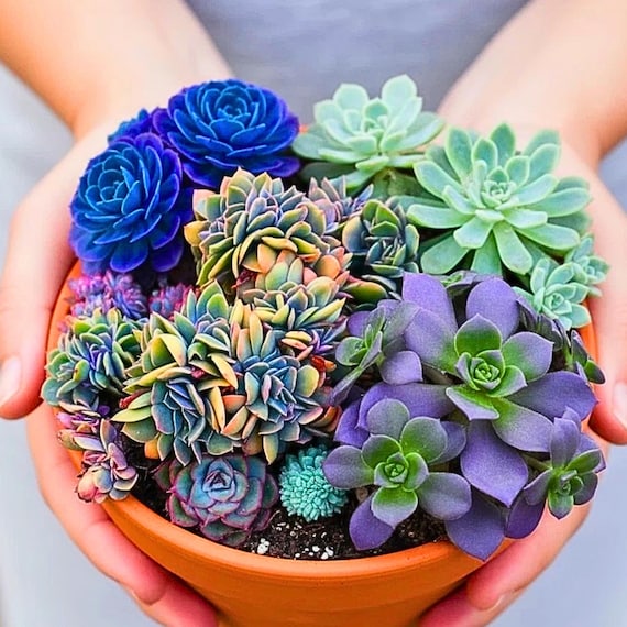 500 Rare Succulent Seeds Mix – Rainbow Echeveria, Crassula Varieties, Colorful Indoor Plants