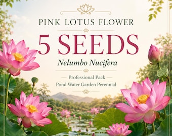 5 Pink Lotus Flower Seeds – Nelumbo Nucifera Seeds – Pond Water Garden Perennial – Aquatic Flower Seeds – Professional Pack