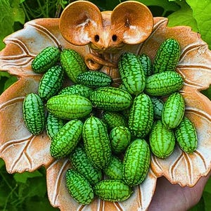 May include: A collection of small, green, cucumber-like fruits with dark green stripes, displayed in a decorative, leaf-shaped bowl with a mouse-like face. The bowl is a warm, earthy brown color, and the background is a vibrant green.