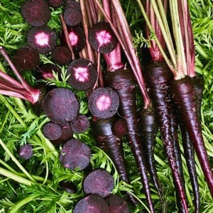 May include: A collection of dark purple carrots with vibrant green leafy tops. Several carrots are sliced into rounds, revealing a deep purple exterior and a bright pinkish-white centre. The vegetables are arranged together on a bed of green foliage.