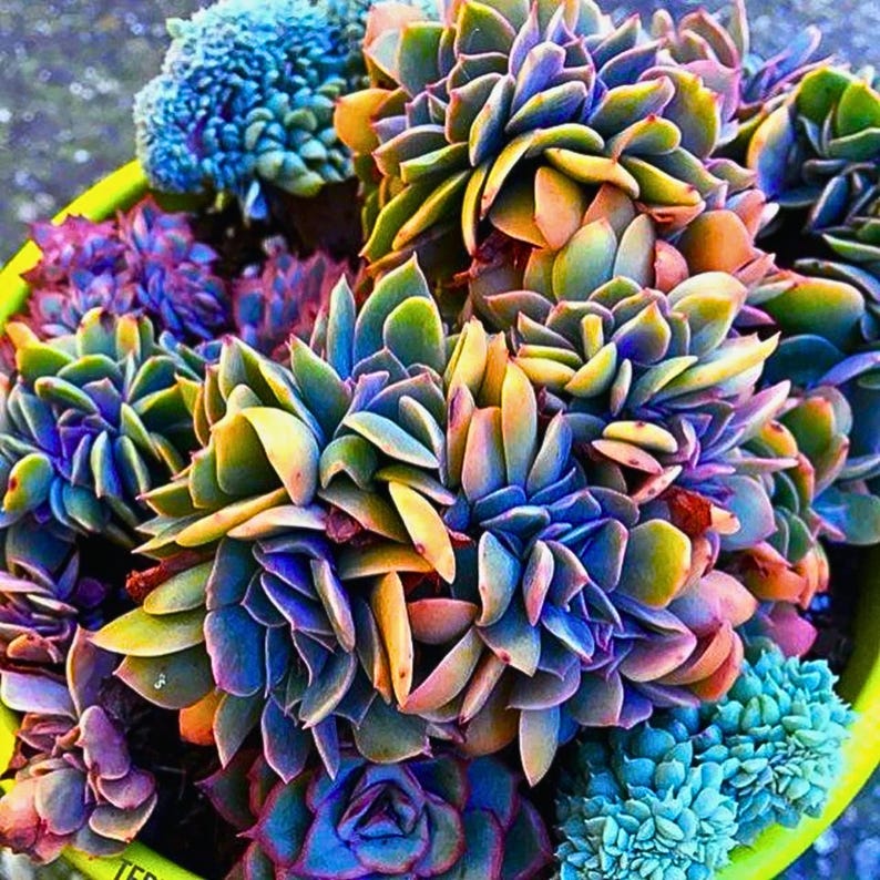 May include: A vibrant arrangement of succulents in shades of blue, green, yellow, and purple. The succulent leaves are tightly packed, creating a textured appearance. The plants are in a yellow container, showcasing a variety of colors and textures.