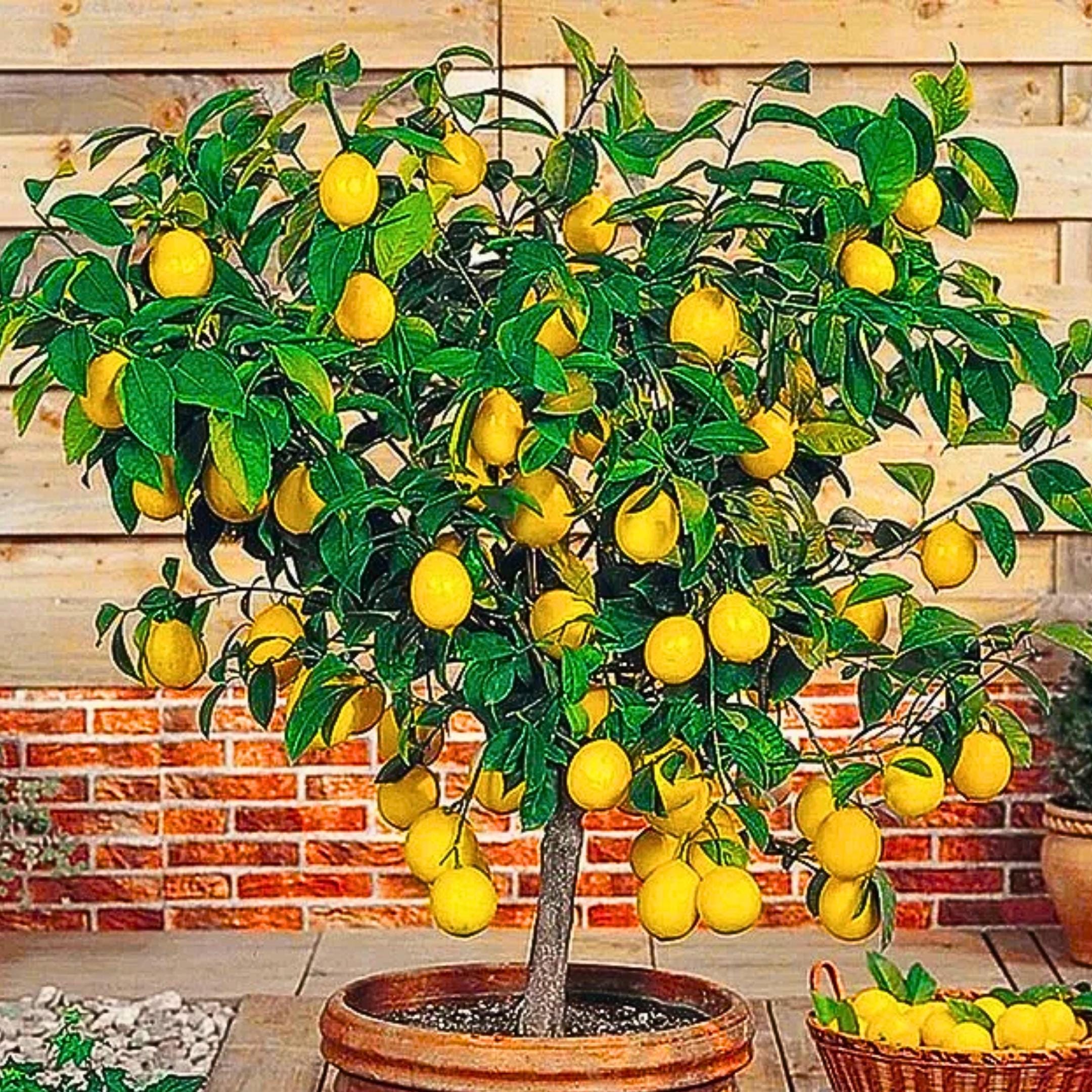 Citrus bonsai tree - Etsy.de