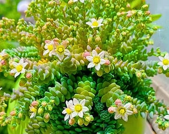 200 Sedum Dasyphyllum Major Seeds Rare Succulent Seeds for Planting Rock Garden Ground Cover