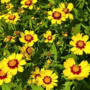 100 Coreopsis-Samen Native Wildblumensamen zum Pflanzen von Bestäubergarten