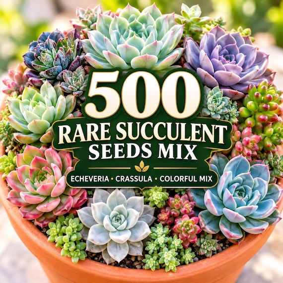 500 Rare Succulent Seeds Mix | Rainbow Echeveria & Crassula Varieties | Colorful Indoor Plant Seeds | Unique Succulent Garden Mix