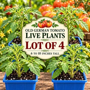 May include: Four Old German tomato live plants in blue plastic pots. A central label features two red tomatoes and the text: OLD GERMAN TOMATO LIVE PLANTS LOT OF 4 6 TO 10 INCHES TALL. The green seedlings have serrated leaves and stems.